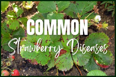 Common Home Gardener Strawberry Diseases